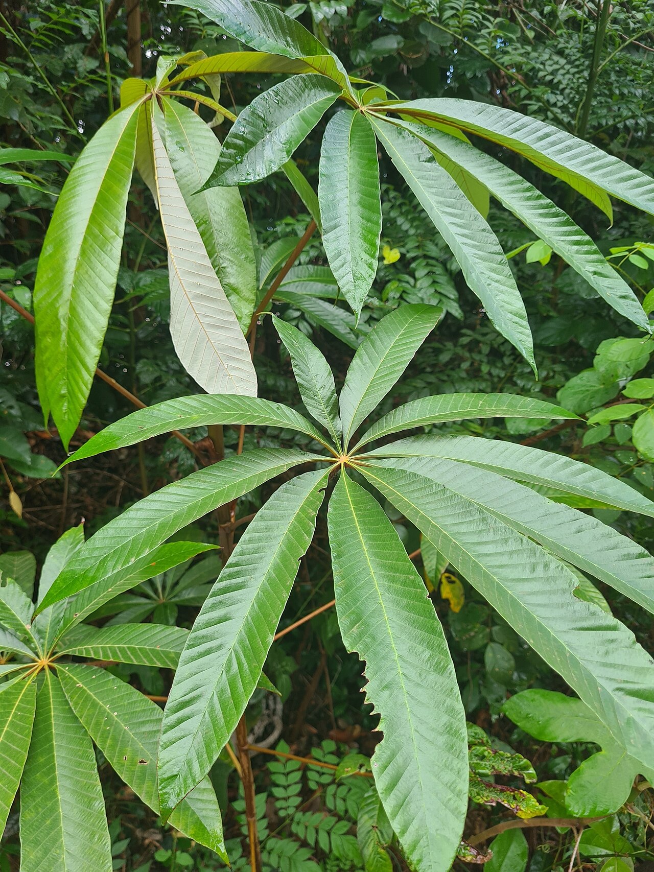 Cecropia sciadophylla: Cecropia sciadophylla