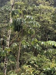 Cecropia tacuna (Cecropia tacuna)