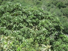 Cecropia tacuna (Cecropia tacuna)