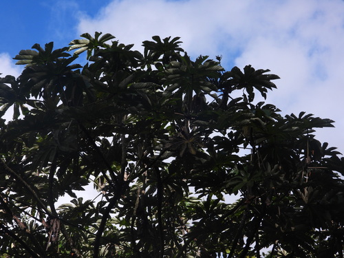 Cecropia tacuna (Cecropia tacuna)