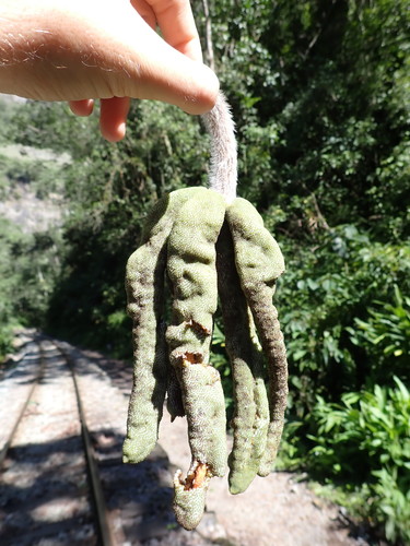 Cecropia tacuna (Cecropia tacuna)