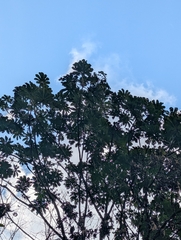 Cecropia tacuna (Cecropia tacuna)