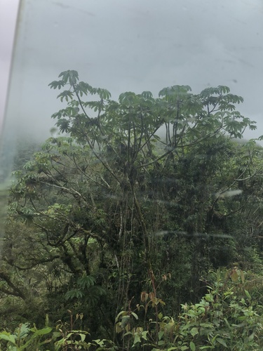 Cecropia tacuna (Cecropia tacuna)