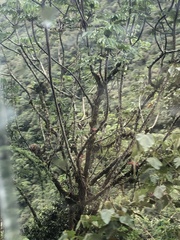 Cecropia tacuna (Cecropia tacuna)