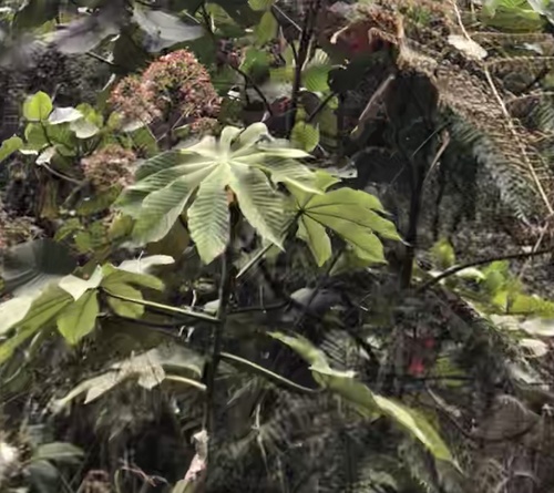 Cecropia tacuna (Cecropia tacuna)