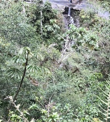 Cecropia tacuna (Cecropia tacuna)