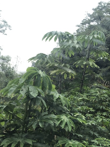 Cecropia tacuna (Cecropia tacuna)