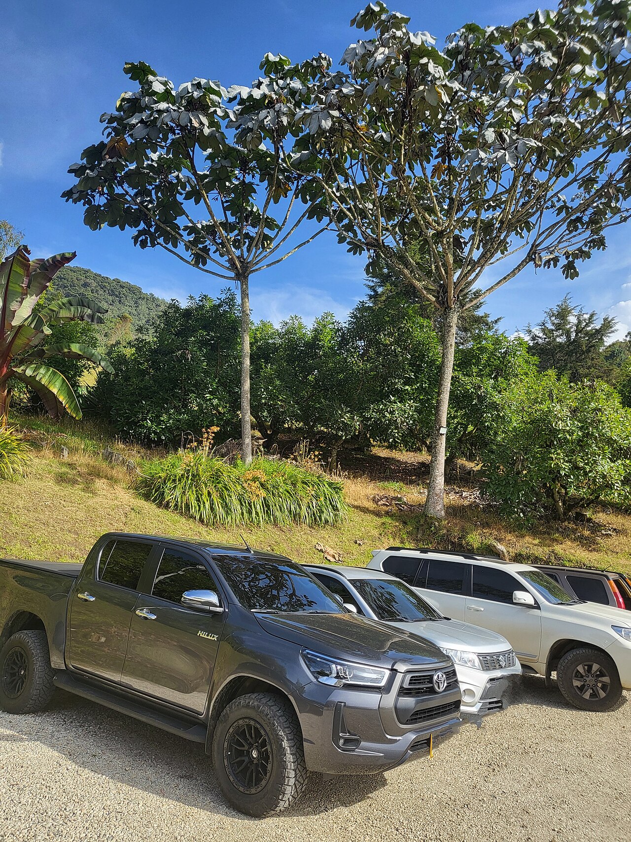 Cecropia telenitida: Yarumo en Antioquia