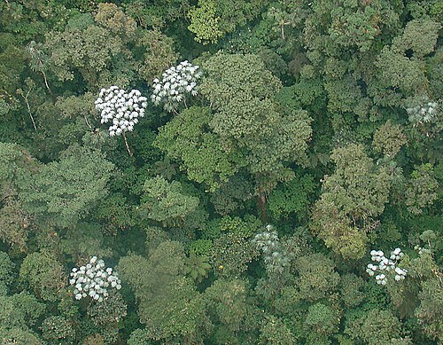 Cecropia telenitida: White-topped leaves of Cecropia telenitida, Condor range, Peru/Ecuador border area