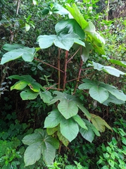 Cecropia telenitida (Cecropia telenitida)