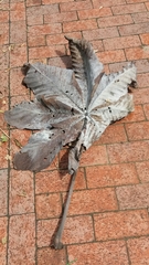 Cecropia telenitida (Cecropia telenitida)