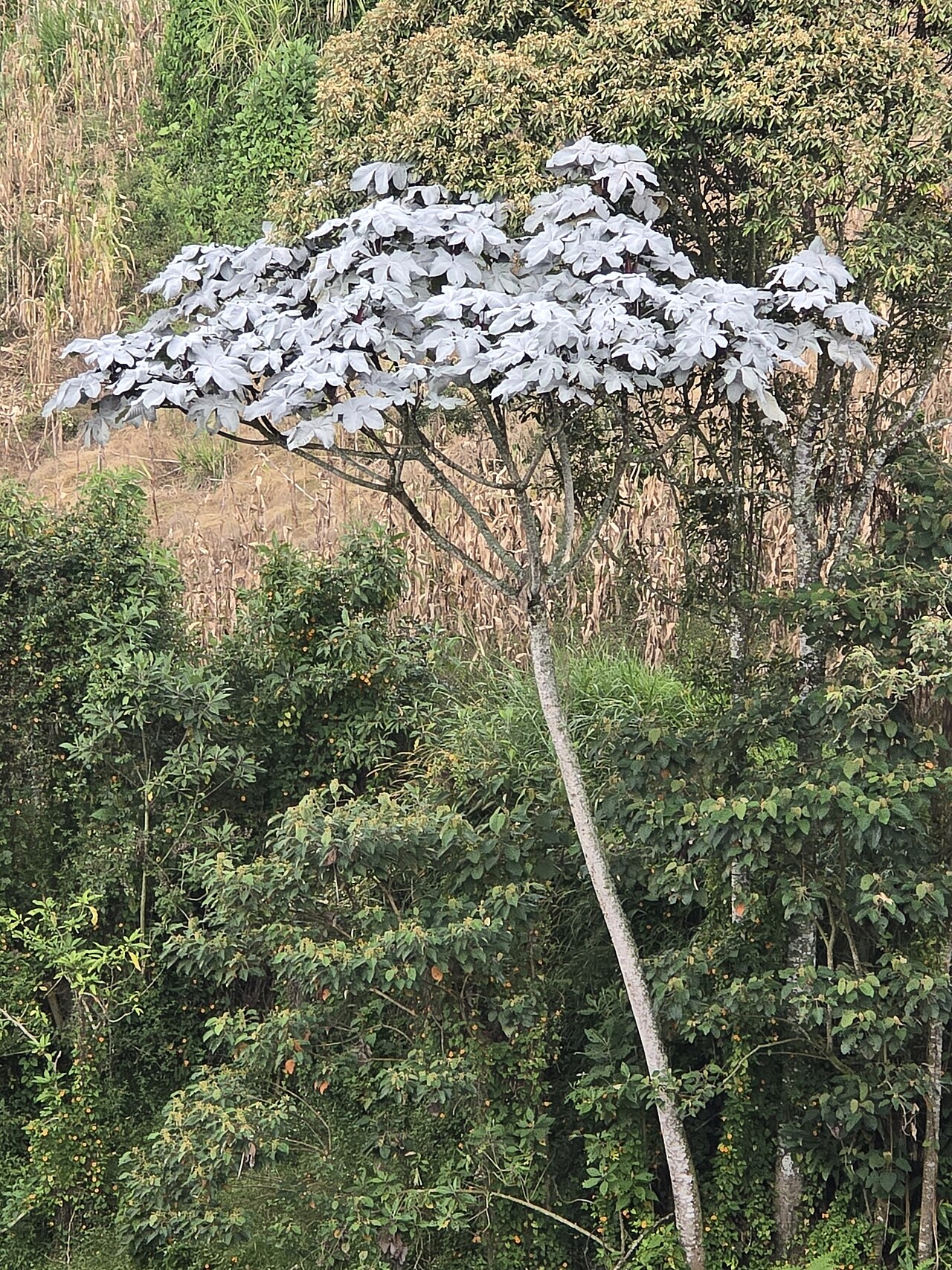 Cecropia telenitida: Cecropia telenitida in Colombia