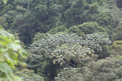 Cecropia telenitida (Cecropia telenitida)