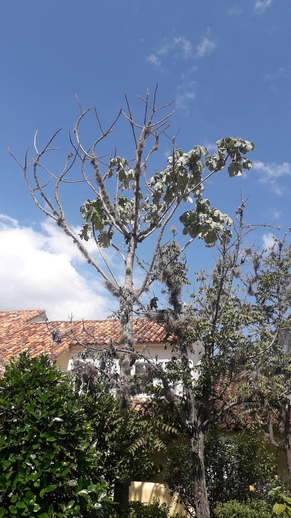 Cecropia telenitida (Cecropia telenitida)