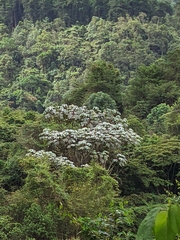 Cecropia telenitida (Cecropia telenitida)