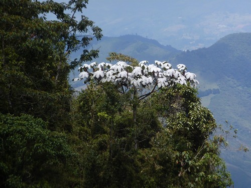 Cecropia telenitida (Cecropia telenitida)