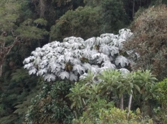 Cecropia telenitida (Cecropia telenitida)