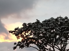 Cecropia telenitida (Cecropia telenitida)