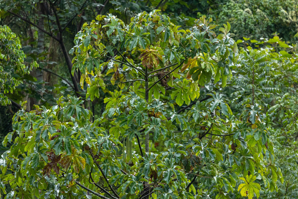 Cecropia utcubambana (Cecropia utcubambana)