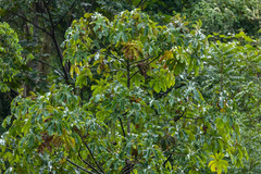 Cecropia utcubambana (Cecropia utcubambana)