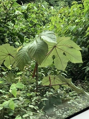 Cecropia utcubambana (Cecropia utcubambana)