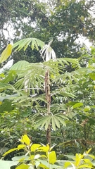 Cecropia velutinella (Cecropia velutinella)