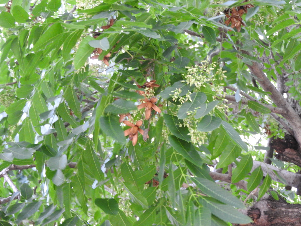 Cedrela dugesii (Cedrela dugesii)