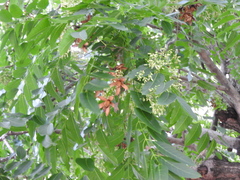 Cedrela dugesii (Cedrela dugesii)