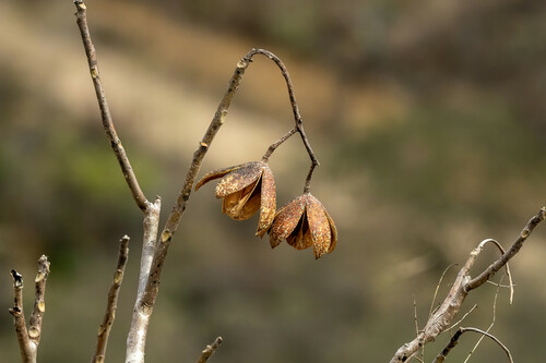 Cedrela kuelapensis (Cedrela kuelapensis)