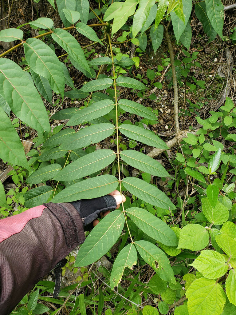Cedrela kuelapensis (Cedrela kuelapensis)
