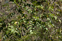 Cedrela kuelapensis (Cedrela kuelapensis)
