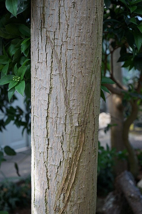 Spanish cedar: Close-up of the trunk of the tree Cedrela odorata