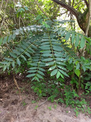 Spanish cedar (Cedrela odorata)