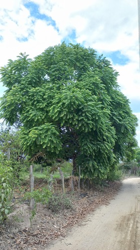 Spanish cedar (Cedrela odorata)