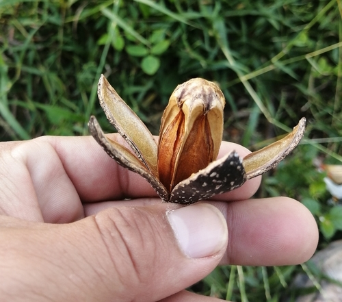 Spanish cedar (Cedrela odorata)