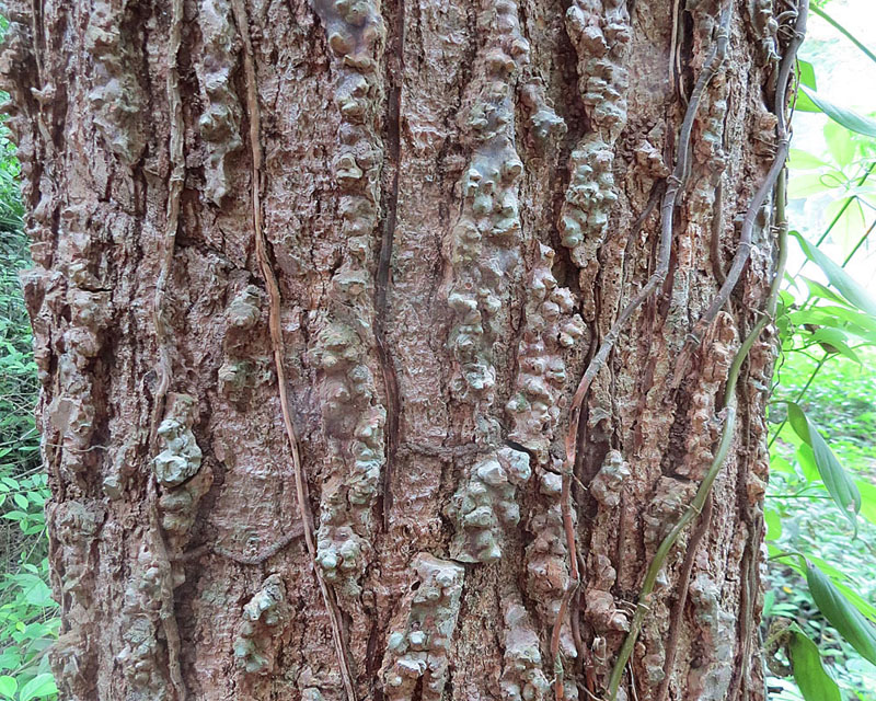 Spanish cedar: Bark of Cedrela odorata Cedro Amargo or Cigar-box tree Guatemala to Colombia Barro Colorado aromatic wood