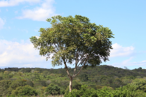 Spanish cedar (Cedrela odorata)