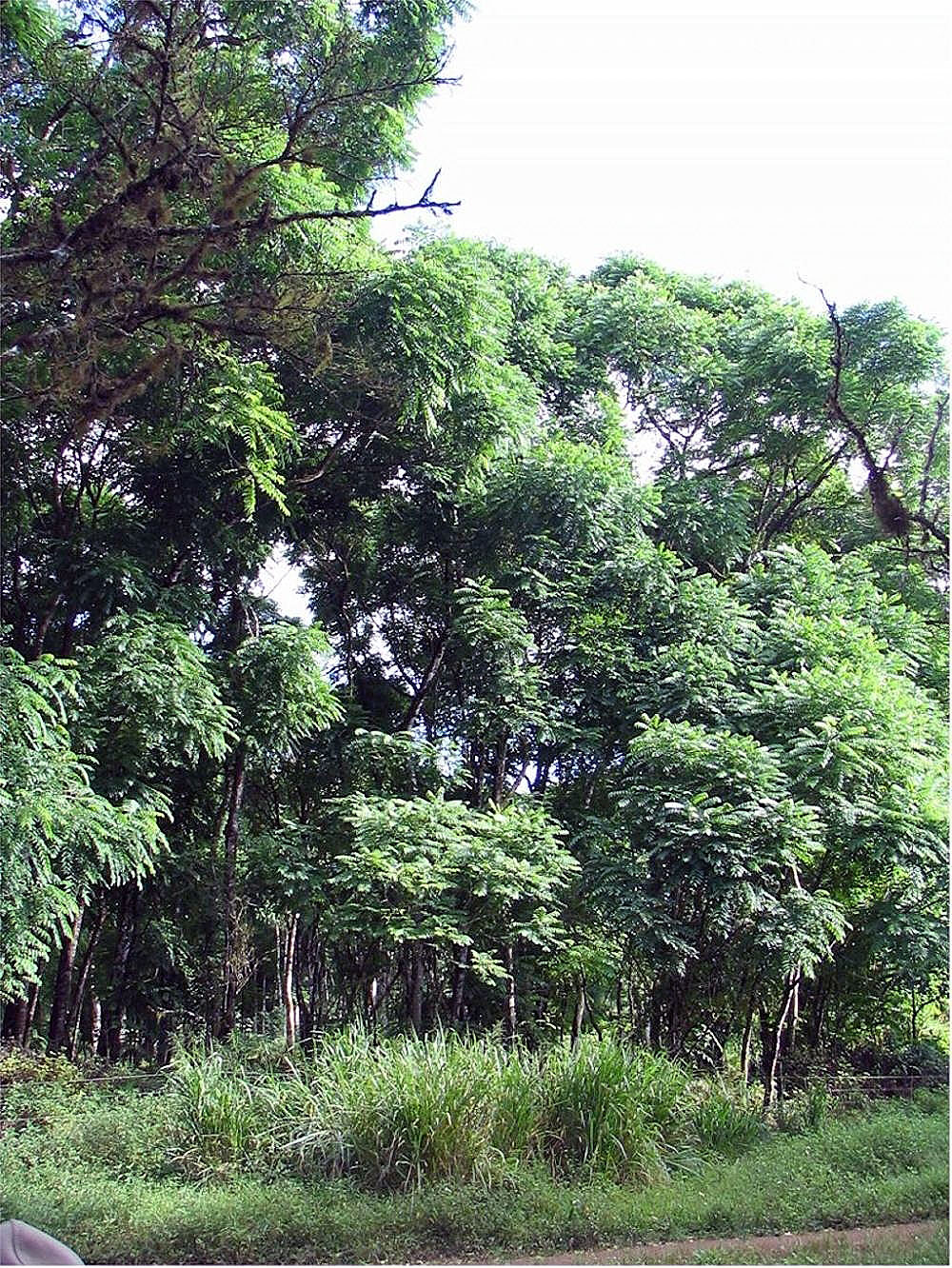 Spanish cedar: Location taken: Galapagos. Names: Cedrela odorata L. , Cigar box cedar, West Indian ceda Classification: Plantae > Magnoliophyta > Magnoliopsida > Sapindales >