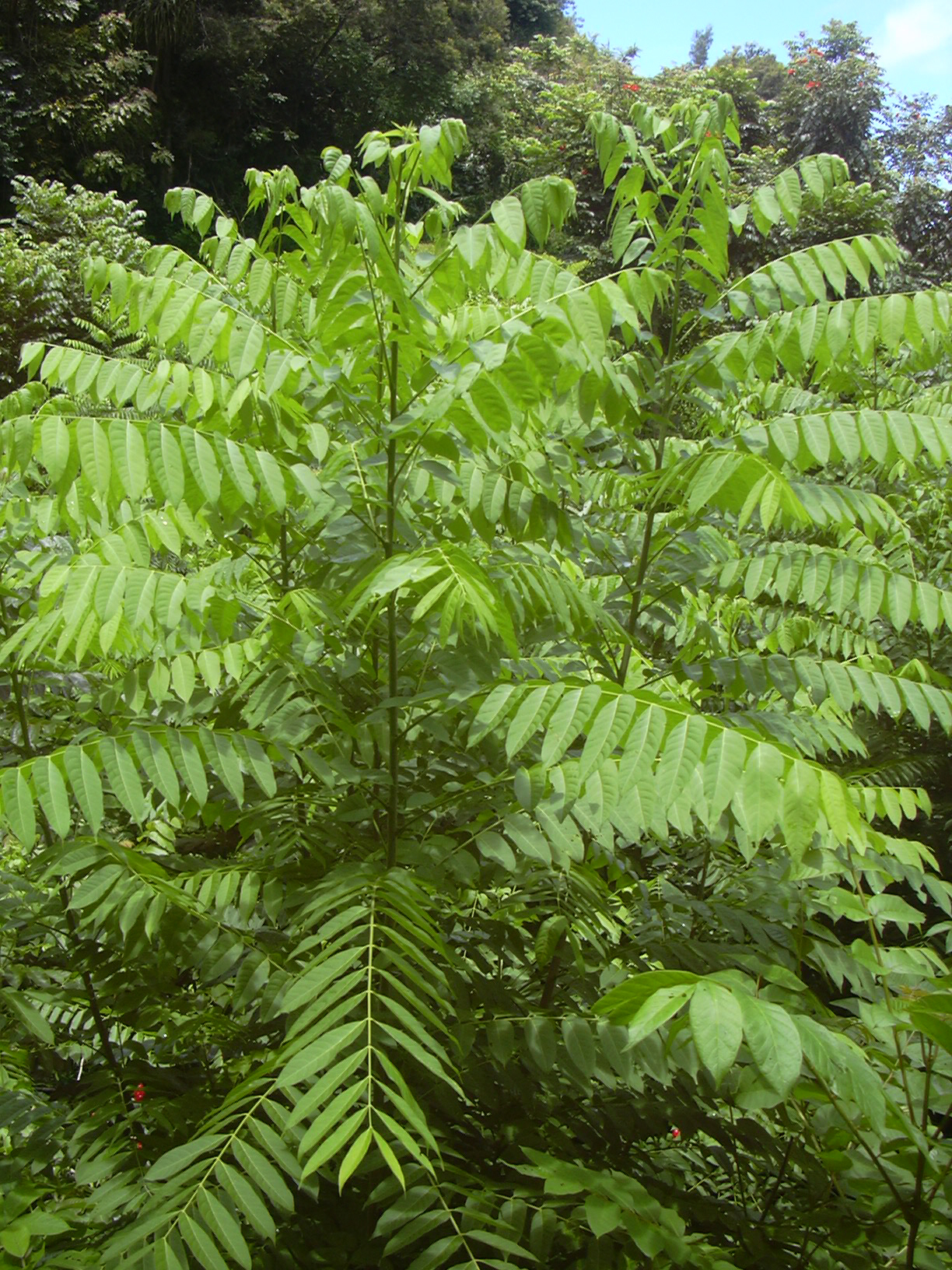Spanish cedar: Cedrela odorata (habit). Location: Maui, Hana Hwy
