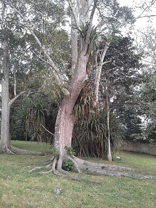 Spanish cedar: The tree is located at the Aburi Garden