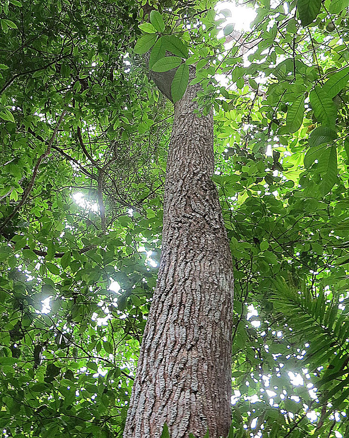 Spanish cedar: Cedrela odorata Cedro amargo Neotropics Barro Colorado