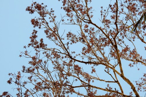 Spanish cedar (Cedrela odorata)
