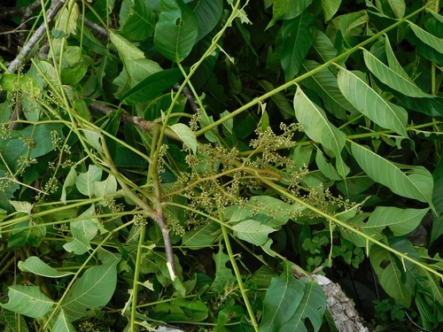 Cedrela salvadorensis (Cedrela salvadorensis)