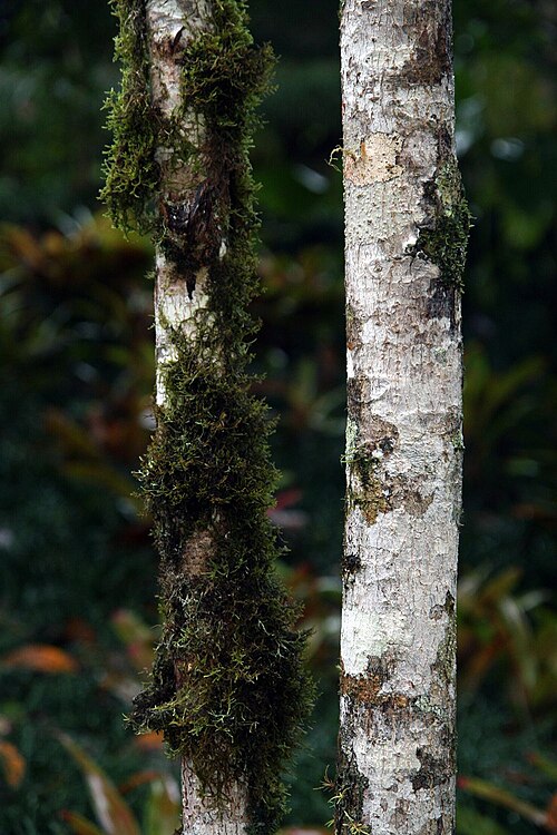 Cedrela tonduzii: Location taken: Wilson Botanical Garden, Las Cruces Biological Station, Costa Rica. Names: Cedrela tonduzii C. DC., Cedro Dulc Classification: Plantae > Magnoli