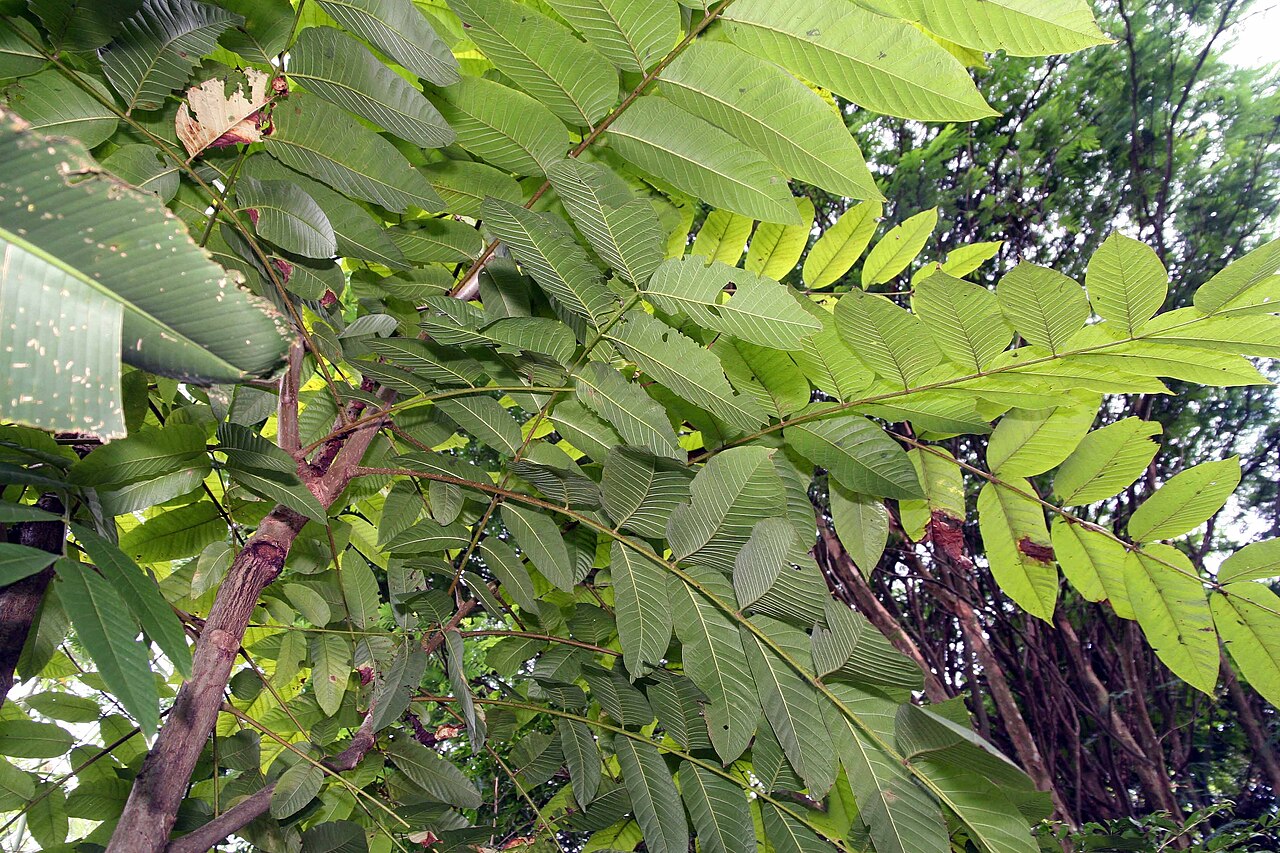 Cedrela tonduzii: Location taken: Else Kientzler Botanical Garden, Sarchi Norte, Costa Rica. Names: Cedrela tonduzii C. DC., Cedro Dulc Classification: Plantae > Magnoliophyta >