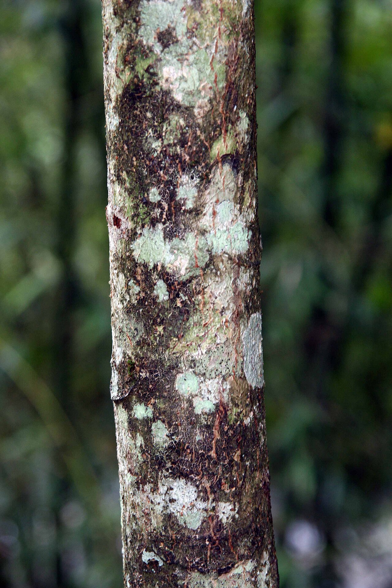 Cedrela tonduzii: Location taken: Else Kientzler Botanical Garden, Sarchi Norte, Costa Rica. Names: Cedrela tonduzii C. DC., Cedro Dulc Classification: Plantae > Magnoliophyta >