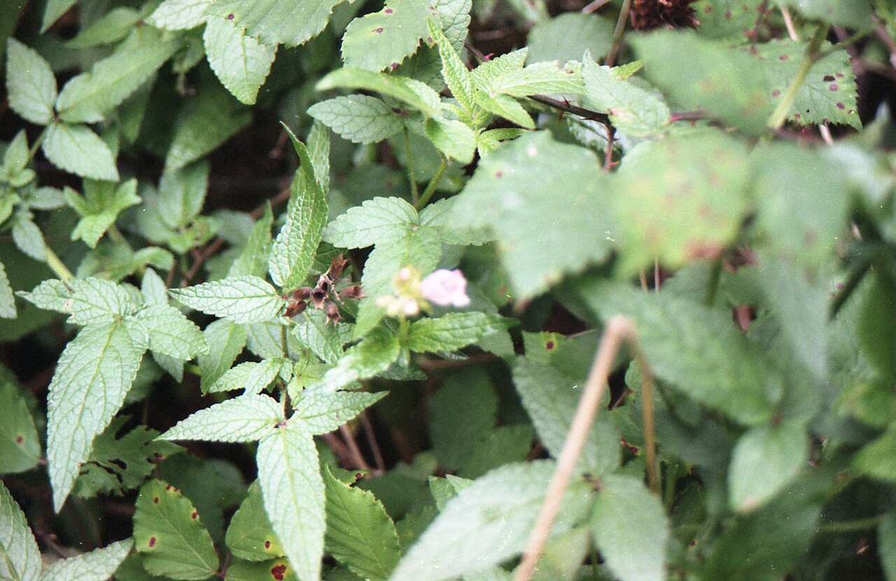 Herb of Gilead: Growing near São Vicente.