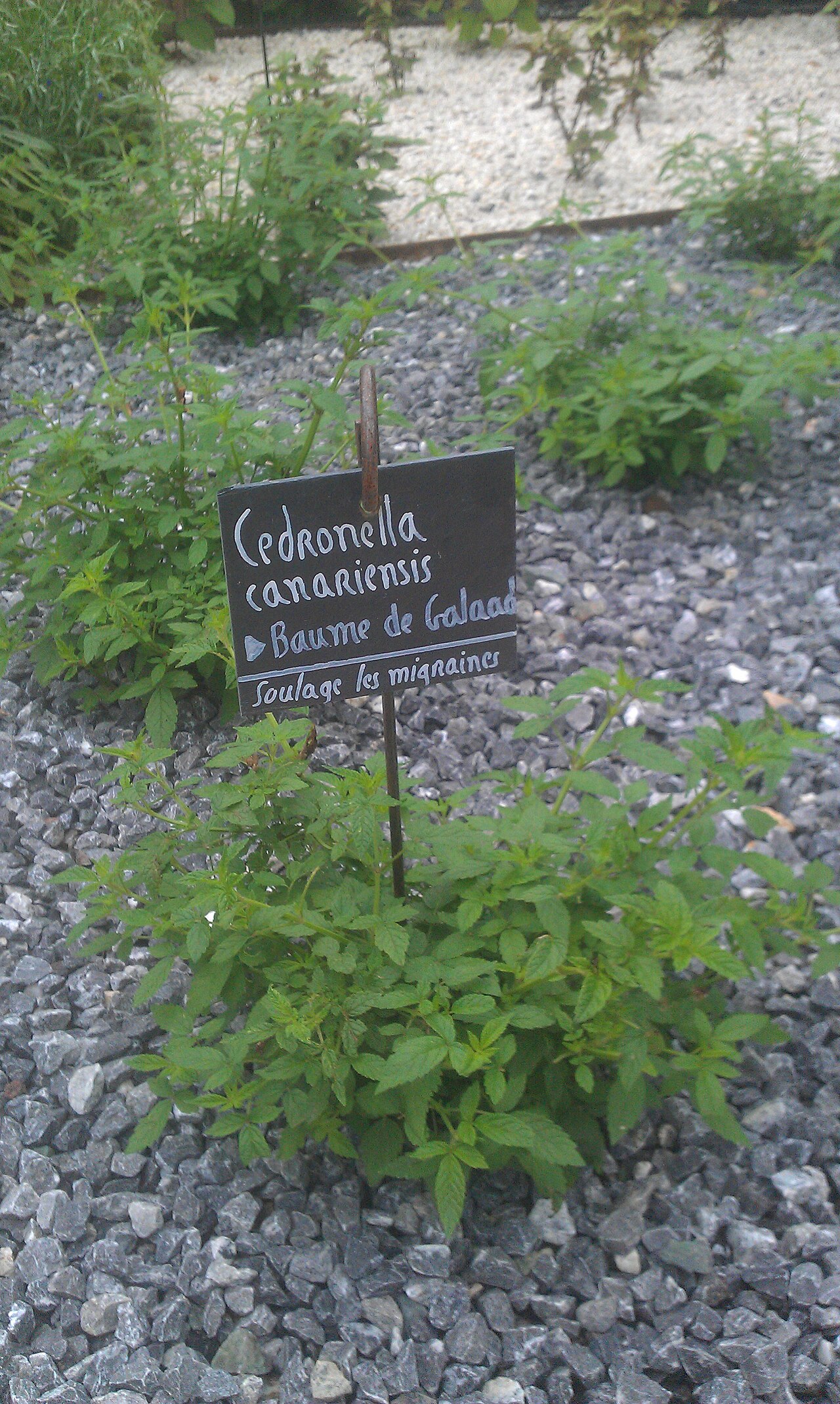 Herb of Gilead: Cedronella à Terra Botanica
