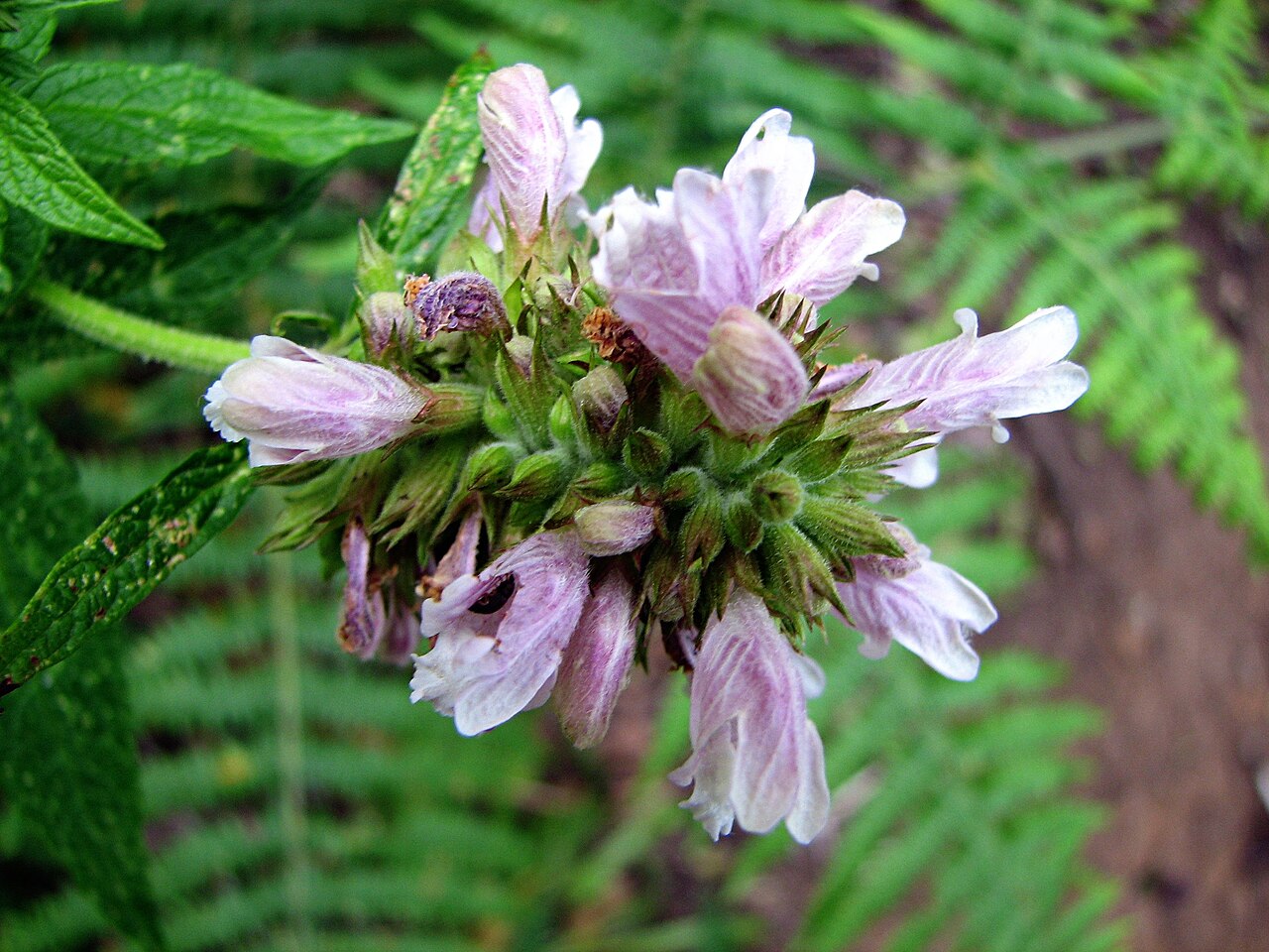 Herb of Gilead: Algaritofe