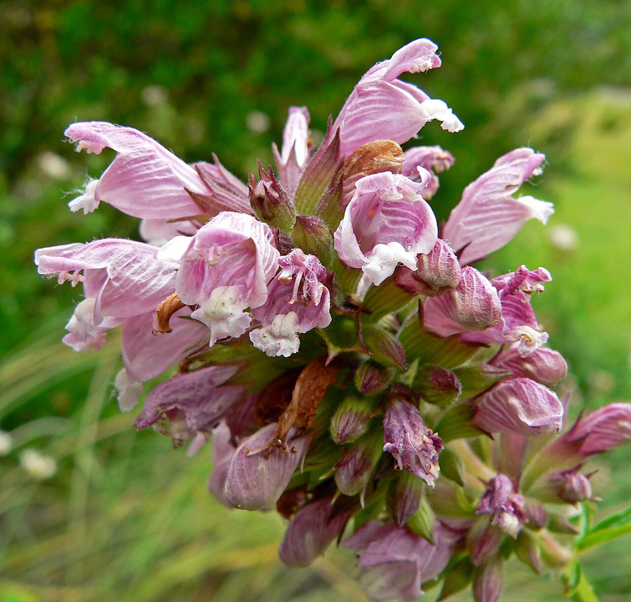 Herb of Gilead: Photo of Cedronella canariensis at the San Francisco Botanical Garden